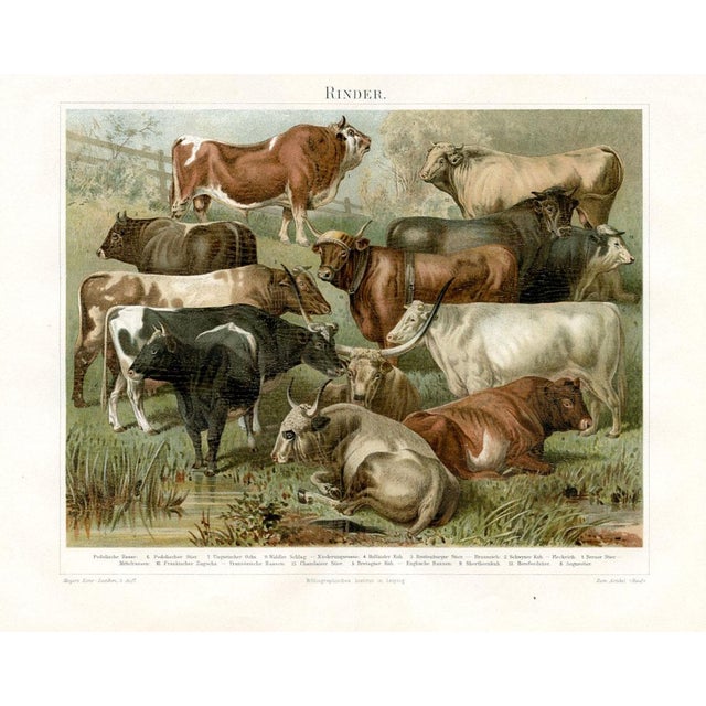 Original color lithograph of Cattle from a late-1800s German encyclopedia. Cattle shown on the print include the Dutch...