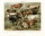 Original color lithograph of Cattle from a late-1800s German encyclopedia. Cattle shown on the print include the Dutch...