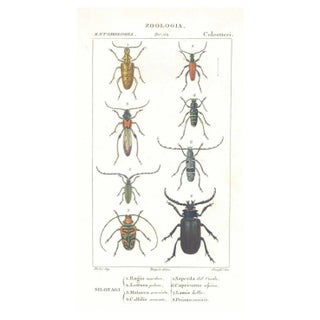 Pierre Jean François Turpin, Coleoptera, Etching, 1831 For Sale
