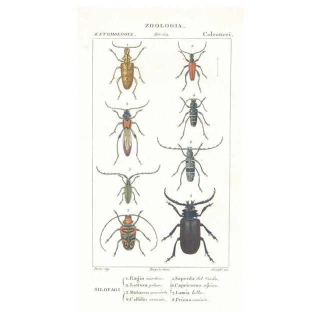 Pierre Jean François Turpin, Coleoptera, Etching, 1831 For Sale