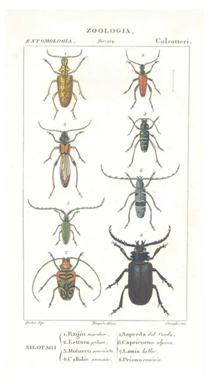 Pierre Jean François Turpin, Coleoptera, Etching, 1831