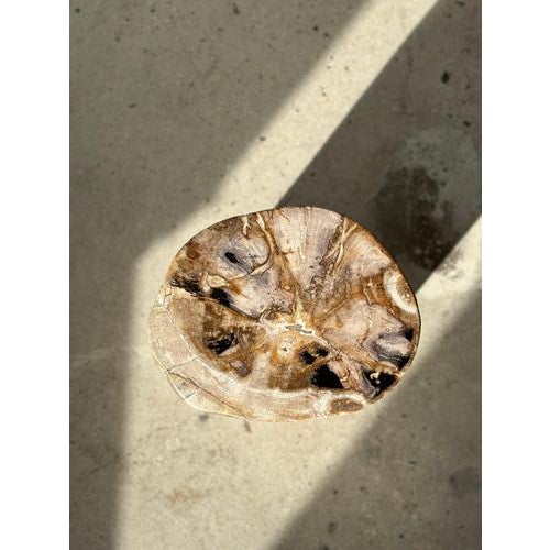 Side Table in Multicolored Petrified Wood For Sale - Image 5 of 18