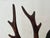 Vintage Black Forest Style Hand Carved Wood Stag Deer Sculpture With Antlers For Sale - Image 11 of 12