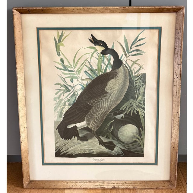 Green Pair of Vintage Framed Bird Illustration Lithographs by John James Audubon For Sale - Image 8 of 16