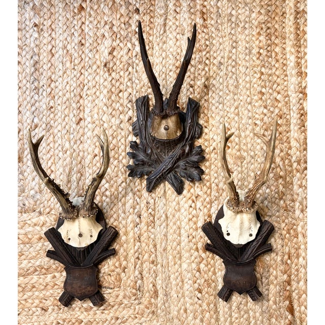 Black Forest Collection of Antique Black Forest Roe Deer Trophy Antler Mounts - Set of 3 For Sale - Image 4 of 17