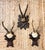 Black Forest Collection of Antique Black Forest Roe Deer Trophy Antler Mounts - Set of 3 For Sale - Image 4 of 17