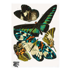 Vintage Butterfly Illustration, Art Deco Insect Print Reproduction, 1925, 18" × 24"