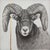 Ram by Tammy Liu-Haller | Graphite on Clayboard, Gold Leaf, Acrylic Portrait of a ram. For Sale