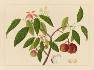 Golden Tropic Botanicals, Giclée Print #18