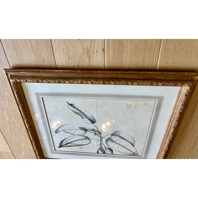 Dennis & Leen Botanical Print With Gilded Frame – DL-Art 35 For Sale - Image 9 of 10