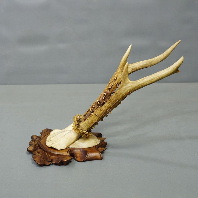 Antique Collection of Six Roe Deer Trophies, Germany ca.1890s / 1900s A great ensemble of six antique roe deer (Capreolus...