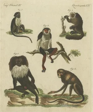 Friedrich Justin Bertuch, Macaque and Other Monkeys, Paper