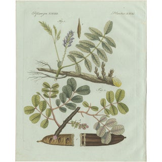 Bertuch, Rubber and Gum Arabic Trees, 1802, Engraving For Sale