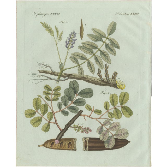 Bertuch, Rubber and Gum Arabic Trees, 1802, Engraving For Sale