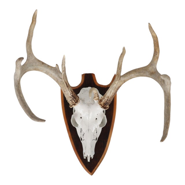 Mounted Atypical 9 Point Deer Skull - Abnormal Antlers For Sale