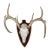 Mounted Atypical 9 Point Deer Skull - Abnormal Antlers For Sale