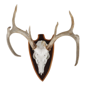 Mounted Atypical 9 Point Deer Skull - Abnormal Antlers