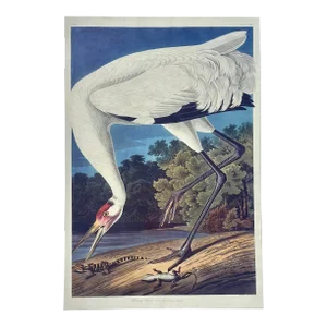 After Audubon Hooping Crane Lithograph