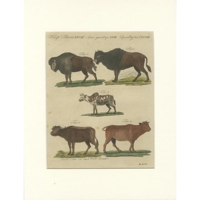 Antique Indian Cattle, Buffalo & Musk Ox Engraving from Bertuch, 1796 For Sale - Image 10 of 10