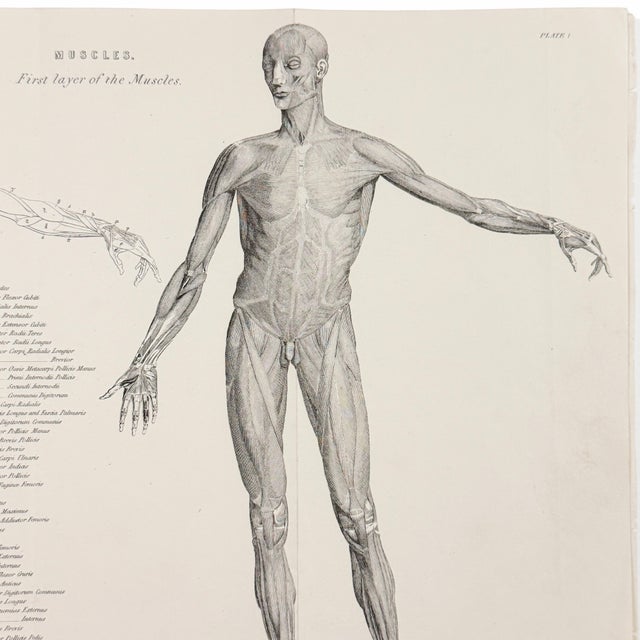 1845 Pair of Human Anatomy Monochrome Engravings | Encyclopaedia Metropolitana For Sale - Image 4 of 10