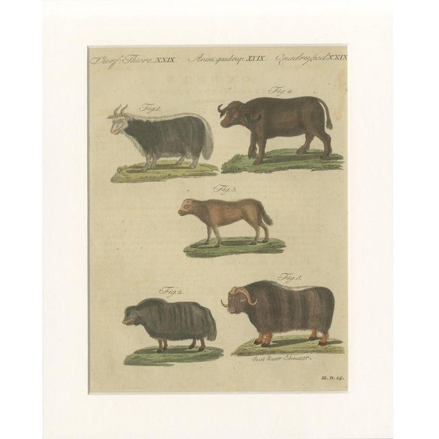 Bertuch, Exotic Cattle, Yak & Buffalo, 1800, Engraving For Sale - Image 10 of 10