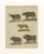 Bertuch, Exotic Cattle, Yak & Buffalo, 1800, Engraving For Sale - Image 10 of 10