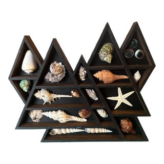 Mid-Century Modern Geometric Mountain Wooden Curio Shelf With Natural Seashell Collection For Sale