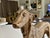 Bronze Sculpture of Borzoi or Russian Wolfhound For Sale - Image 10 of 17