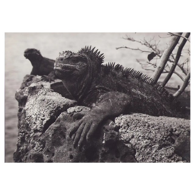 Hanna Seidel, Galápagos Iguana, 1960s, Black and White Photograph For Sale