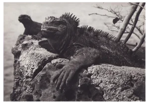 Hanna Seidel, Galápagos Iguana, 1960s, Black and White Photograph