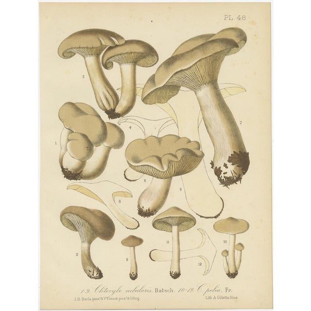 Barla, Mycology Illustrations of Various Fungi, 1890, Prints, Set of 12 For Sale - Image 11 of 14
