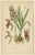 1900 - 1909 The Orchids, 1904, Paper, Set of 4 For Sale - Image 5 of 6