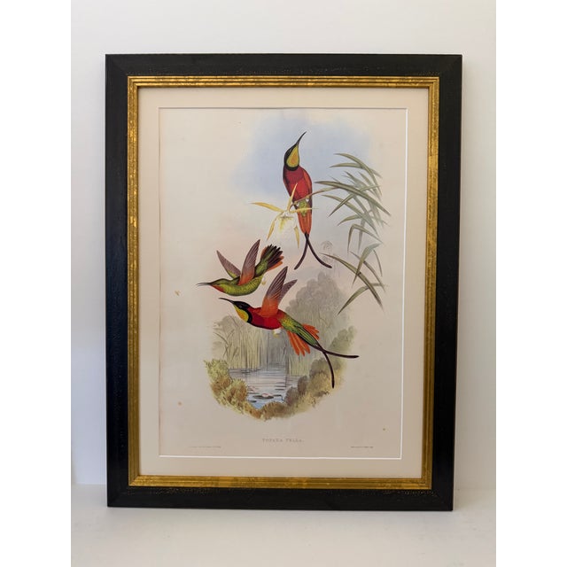 1990s Framed Print, Crimson Topaz Hummingbird or Topaza Pella (Plate 66- Hill House Edition) Reproduction Print After John Gould For Sale - Image 9 of 10