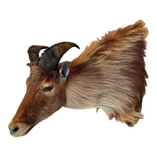 Himalayan Tahr Taxidermy Shoulder Mount For Sale