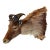 Himalayan Tahr Taxidermy Shoulder Mount For Sale