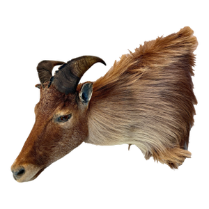 Himalayan Tahr Taxidermy Shoulder Mount
