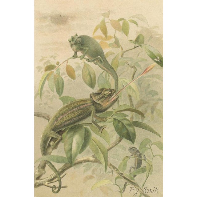 P. J. Smit, Chameleons in Tropical Foliage, 1895, Color Lithograph For Sale - Image 4 of 10