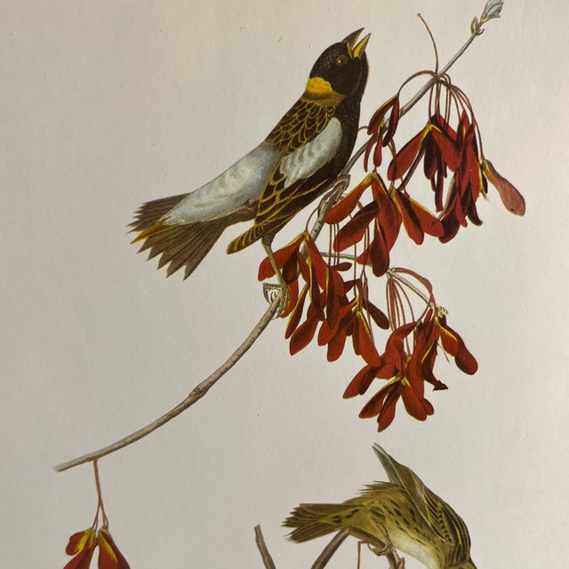 1960s Audubon Birds of America print, Bobolink, ready to mat and frame.
