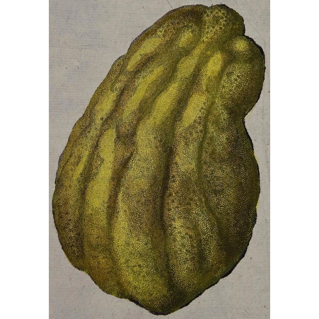 Sculpture Materials Lemons "Cedro Ditela Multiforme": An 18th C. Volckamer Hand-Colored Engraving, 1708 For Sale - Image 7 of 7