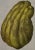 Sculpture Materials Lemons "Cedro Ditela Multiforme": An 18th C. Volckamer Hand-Colored Engraving, 1708 For Sale - Image 7 of 7