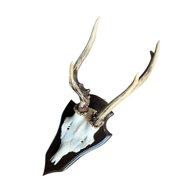 Roe deer trophy with abnormal antler!