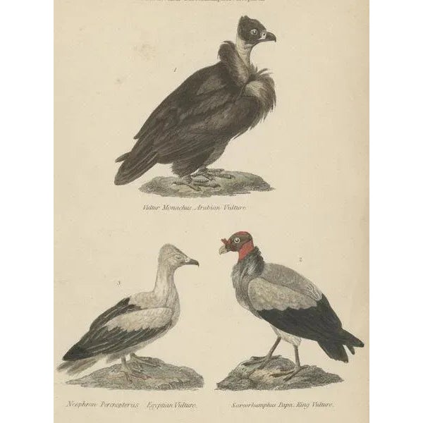 Antique bird print depicting the Arabian vulture, Egyptian vulture and king vulture. This print originates from 'Museum of...