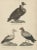 Antique bird print depicting the Arabian vulture, Egyptian vulture and king vulture. This print originates from 'Museum of...