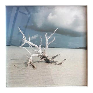 Harbour Island Lone Tree Original Photograph For Sale