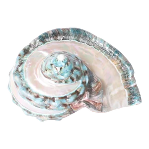 Giant Jade Banded Turbo Shell