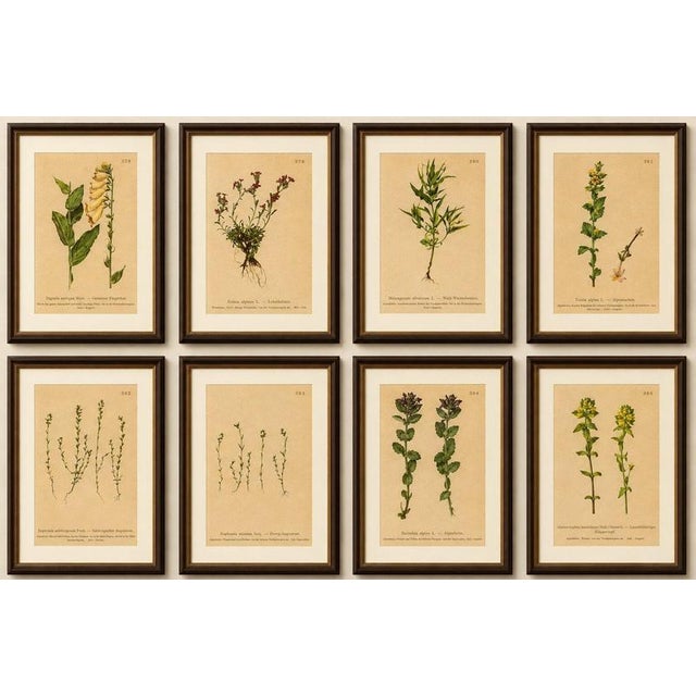 Alpine Foxglove & Wildflowers – Small Seized Antique Botanical Print Set, 1897 : A beautifully coordinated set of eight...