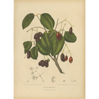 Sheep van Nooten, Java Plum Botanical, 1880, Chromolithograph For Sale