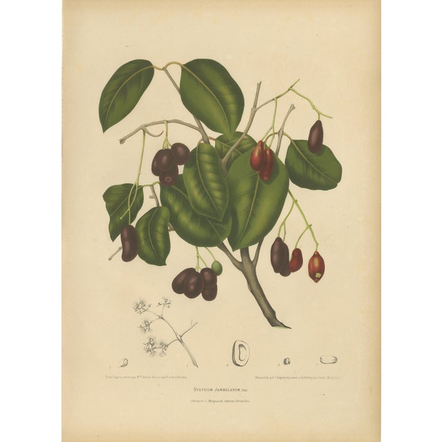 Sheep van Nooten, Java Plum Botanical, 1880, Chromolithograph For Sale