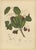 Sheep van Nooten, Java Plum Botanical, 1880, Chromolithograph For Sale