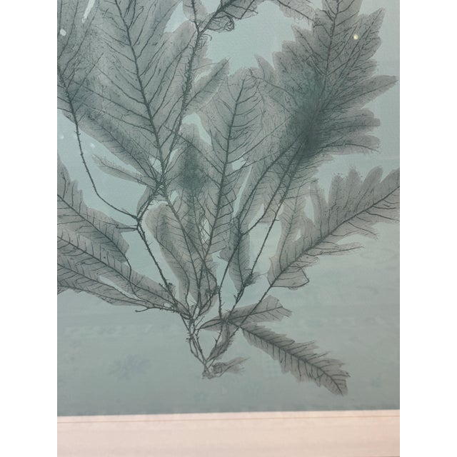 Soicher Marin Soicher Marin Gallery Blue Ocean Coral Prints, Set of Three For Sale - Image 4 of 12